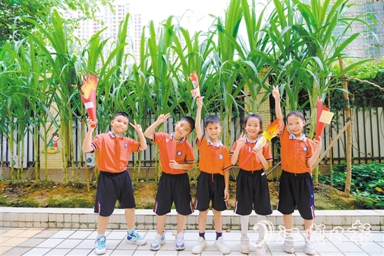 朗晴小學學生打卡校園甘蔗地。