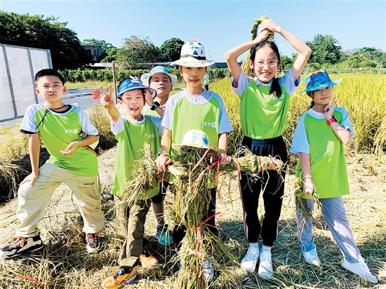 江門日報青蘋果研學(xué)活動帶小朋友們體驗割禾的樂趣。宋思瑜