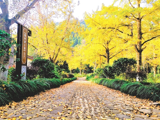 八都岕十里古銀杏長(zhǎng)廊，成了游客尋覓秋日童話的浪漫之地。