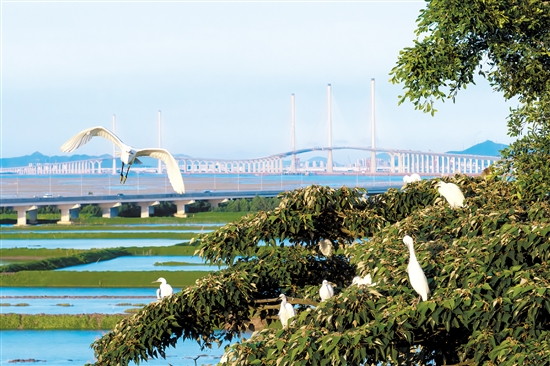 飛舞的白鷺和遠(yuǎn)處的黃茅?？绾Ｍǖ罉?gòu)成一幅畫。