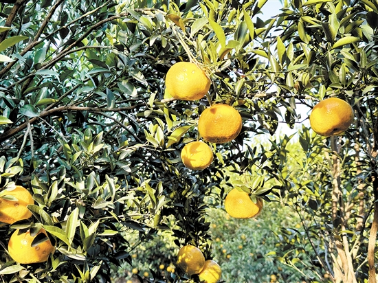 新會(huì)柑進(jìn)入大紅柑采摘期。