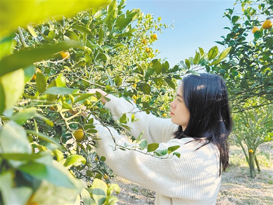 游客正在采摘皇帝柑。