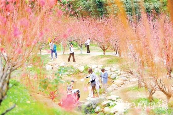 白水帶風(fēng)景區(qū)桃花盛開，吸引大量游客前來打卡。付師華