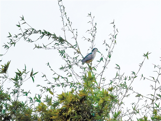 小鳥佇立枝頭。