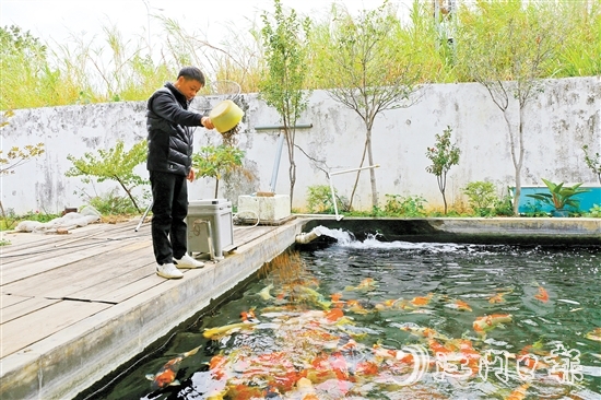在新港錦鯉養(yǎng)殖場(chǎng)，場(chǎng)主劉耀新將餌料一撒而下，塘中色彩艷麗的錦鯉蜂擁而至，爭(zhēng)搶食物。