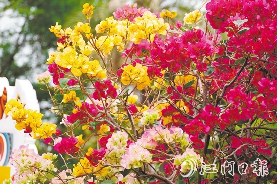 東湖公園種植了多個(gè)簕杜鵑品種。