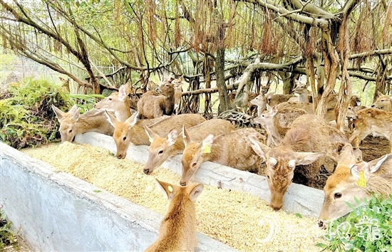 位于雅瑤鎮(zhèn)的棱壩梅花鹿生態(tài)農(nóng)場內(nèi)，百鹿呦鳴。