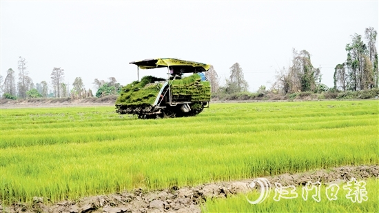 插秧機(jī)在農(nóng)田來(lái)回穿梭，運(yùn)送秧苗。