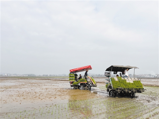 插秧機(jī)在田間穿梭作業(yè)，提高了插秧的效率。