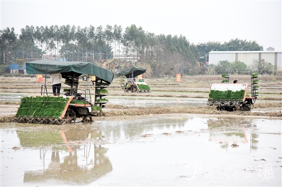 恩平市全力組織開展春耕生產(chǎn)，田間地頭一派熱火朝天的景象。