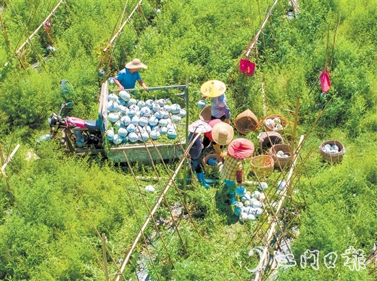 科技品牌雙輪驅(qū)動下，潭碧冬瓜打出了品牌效應(yīng)。