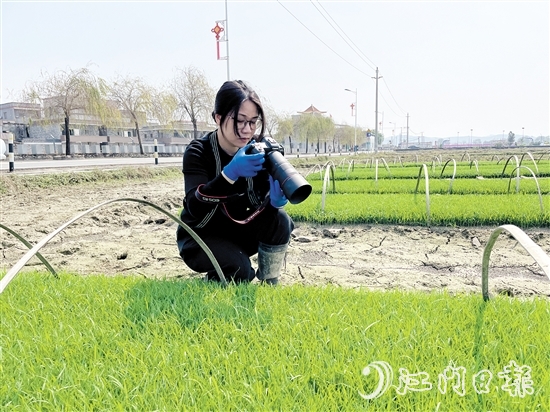 尹曉婷到田里查看秧苗成長情況。