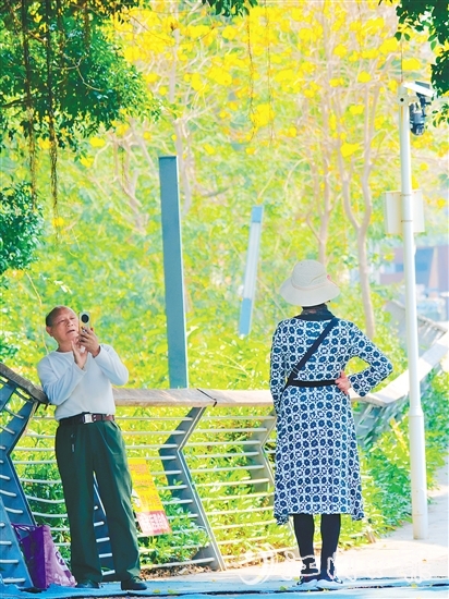 在有著70余年歷史的江門船廠遺址，黃花風鈴木迎風綻放，吸引眾多游客打卡拍照，仿佛讓人置身于“時空長河”，隨手一拍，便是大片。陳嬋