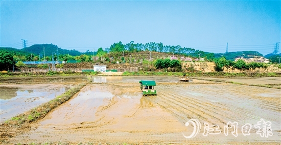 松土機、插秧機在集中連片的水田里來回穿梭。