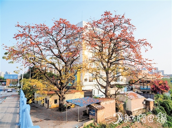 沙坪街道谷埠橋頭挺立著兩株高大的木棉花，花朵落下，為房屋和街道染上一片“英雄色”。