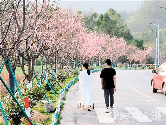 鶴城鎮(zhèn)城西村忠心崗櫻花大道迎來了櫻花盛開的時節(jié)，游客們在櫻花香中漫步。