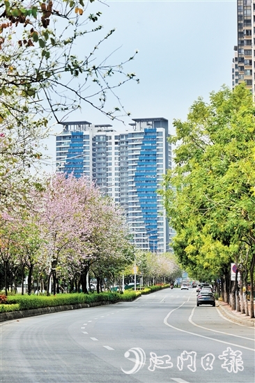 鶴山市沙坪街道容章路迎來宮粉紫荊的盛花期。