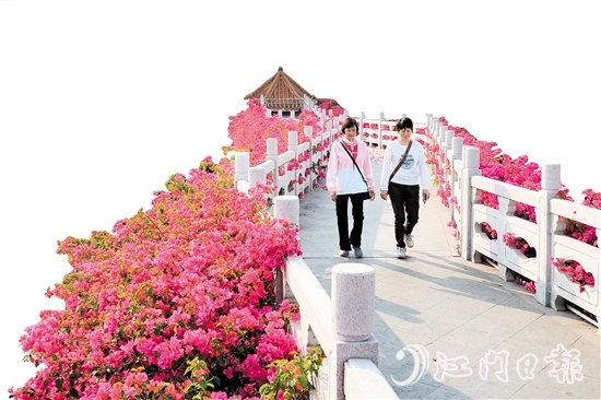 走進(jìn)沙坪街道北湖公園，在九曲橋兩側(cè)，怒放的三角梅形成一條“水上花廊”。