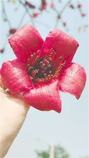 市民要謹慎食用路邊撿的木棉花。