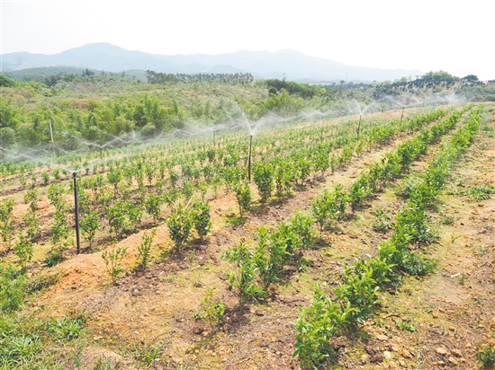 鶴山市真斗茶業(yè)有限公司的新茶園配備了自動(dòng)噴淋系統(tǒng)，為茶樹(shù)生長(zhǎng)提供充足水分。