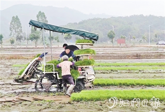試驗(yàn)基地在開展鹽堿地改造、耐鹽堿水稻試驗(yàn)的同時(shí)，帶動(dòng)周邊農(nóng)戶參與，讓村民實(shí)現(xiàn)“家門口”就業(yè)。