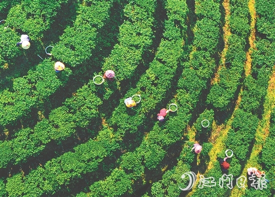 正值春茶采摘期，在黃亞山茶業(yè)的茶場(chǎng)里，茶農(nóng)們正在采摘茶葉。