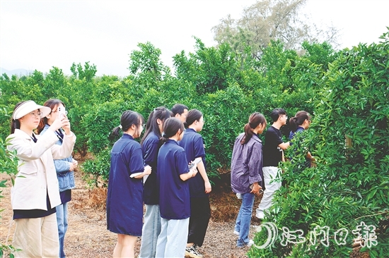 港澳學子們在沙湖鎮(zhèn)和平村的茶枝柑種植基地深入了解恩平茶枝柑產業(yè)的發(fā)展現(xiàn)狀。