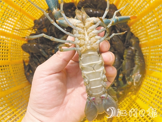 澳洲藍龍蝦品質優(yōu)、價格高。