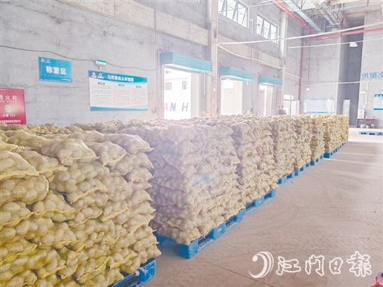 得益于廣東供銷（恩平）天業(yè)冷鏈物流產(chǎn)業(yè)園，已收獲的馬鈴薯得到較好的存放，還可以根據(jù)市場變化錯峰出售，爭取更好的價格。