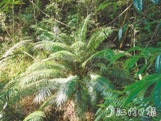 七星坑保護區(qū)內首次發(fā)現(xiàn)國家一級保護植物——仙湖蘇鐵。