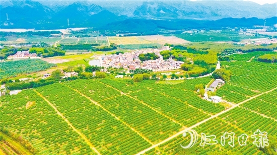 沙湖鎮(zhèn)是恩平茶枝柑種植的核心產(chǎn)區(qū)。