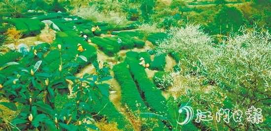 大沙鎮(zhèn)得天獨(dú)厚的自然環(huán)境孕育了品質(zhì)優(yōu)異的大沙茶。