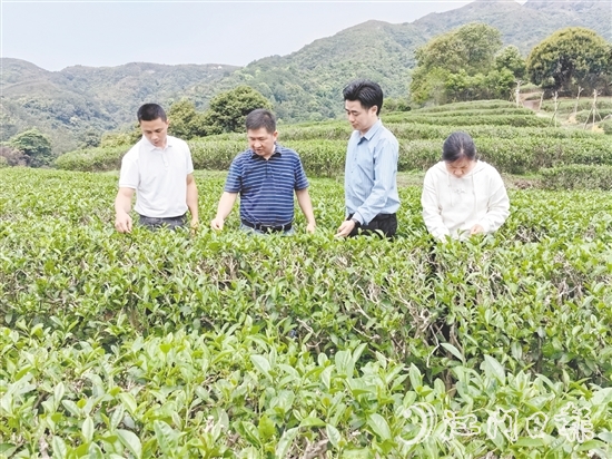 大沙鎮(zhèn)人大主動(dòng)開展采茶工招聘宣傳工作，為群眾提供就近務(wù)工機(jī)會。