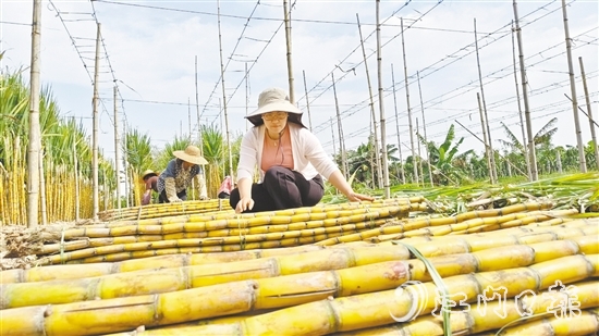 果蔗迎來豐收，聶紅梅在蔗田里收甘蔗。