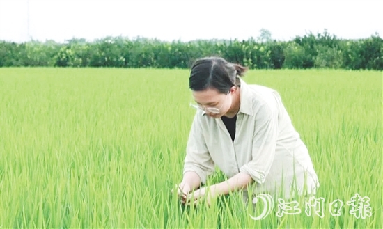 王蒙主要負(fù)責(zé)水稻、玉米的新品種選育、比較試驗(yàn)及示范推廣工作。