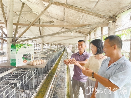 馮匯琪（中）走進(jìn)珍珠雞養(yǎng)殖場(chǎng)，為弓田村土特產(chǎn)“帶貨”。