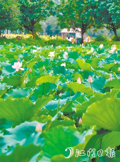 江海都市農(nóng)業(yè)生態(tài)園荷花悄然綻放，預(yù)計(jì)端午前后進(jìn)入盛花期。龔靜