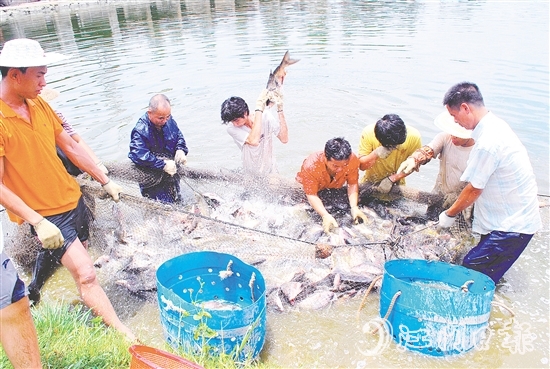 好山出好水、好水養(yǎng)好魚，恩平水資源豐富，水質(zhì)優(yōu)良，適合發(fā)展水產(chǎn)養(yǎng)殖。