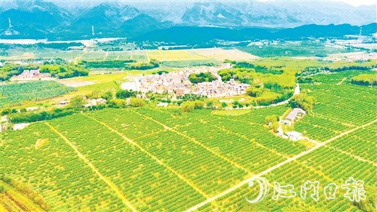 沙湖鎮(zhèn)茶枝柑種植漸成規(guī)模。