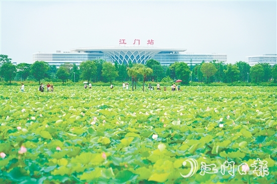 新會梅江農(nóng)業(yè)生態(tài)園中荷花已綻放，將于6-7月迎來盛花期。