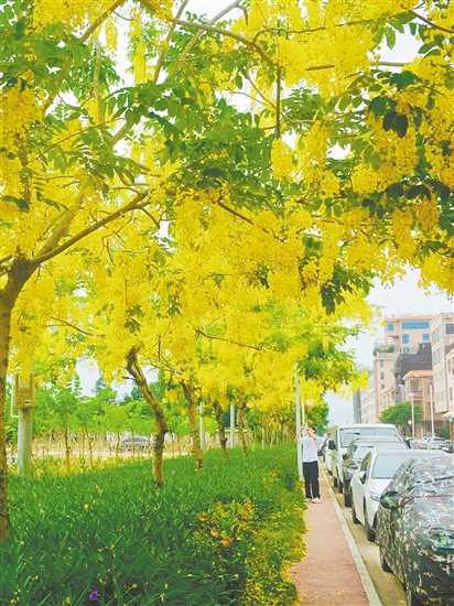 大鰲鎮(zhèn)東風(fēng)村臘腸花盛開。