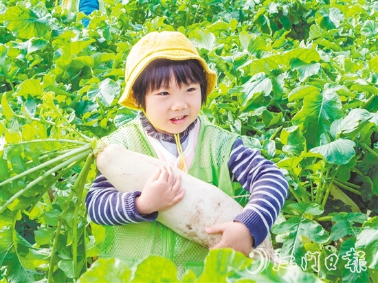 崖門甜水蘿卜肉質(zhì)細膩、清甜無渣。