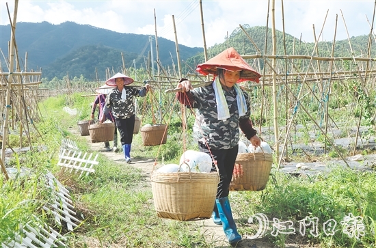 “潭碧冬瓜”地理標(biāo)志專用標(biāo)志的核準(zhǔn)使用既是對(duì)潭碧冬瓜產(chǎn)品質(zhì)量的高度認(rèn)可，又有助于保護(hù)和傳承地方特色產(chǎn)品。