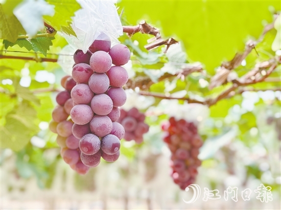 禮樂葡萄皮薄肉厚，甜度高。
