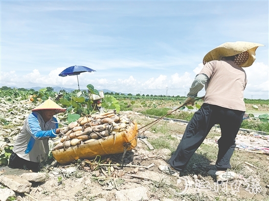鐘亦平夫妻齊上陣，合力發(fā)展種植業(yè)。