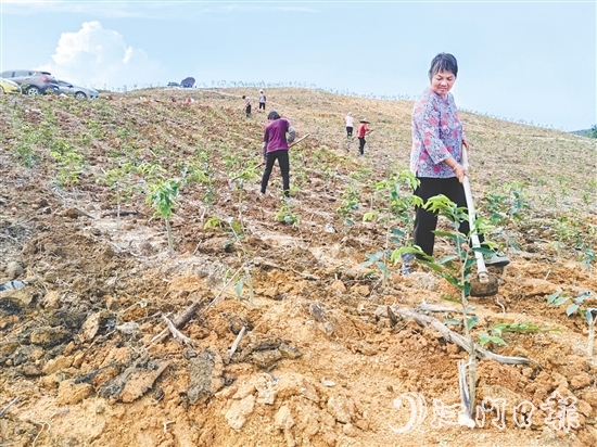 鶴城鎮(zhèn)坑尾村依托林地資源連片、坡度緩和等良好條件，主動引入沉香種植和深加工產(chǎn)業(yè)。