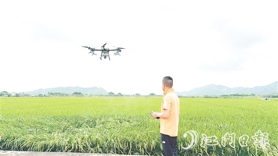 農(nóng)業(yè)技術(shù)人員利用大型植保無人機對農(nóng)田進行補肥殺蟲。