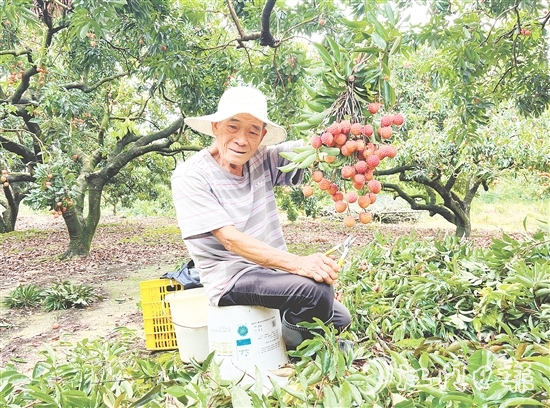 今年宅梧荔枝總產(chǎn)量預(yù)計(jì)250萬(wàn)公斤，目前已陸續(xù)上市。