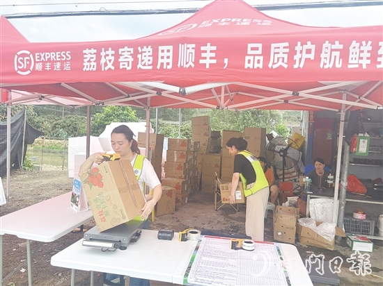 順豐、京東等快遞企業(yè)已進(jìn)駐宅梧鎮(zhèn)荷村村，助力宅梧荔枝走上全國(guó)消費(fèi)者的餐桌。