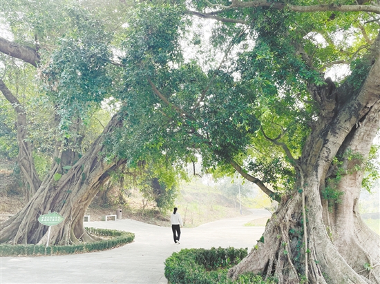 各級在藍(lán)田村投入約200萬元完成古樹公園建設(shè)、村道改造及村容村貌整治，提升古村風(fēng)貌。